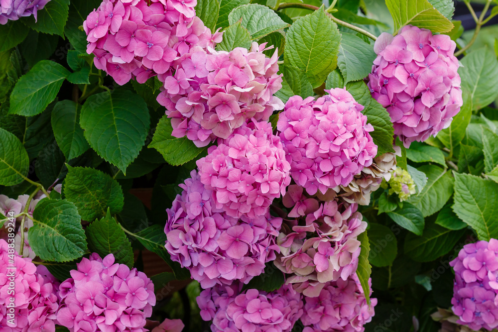 Hydrangea macrophilla bush close up Hydrangea macrophilla bush close up