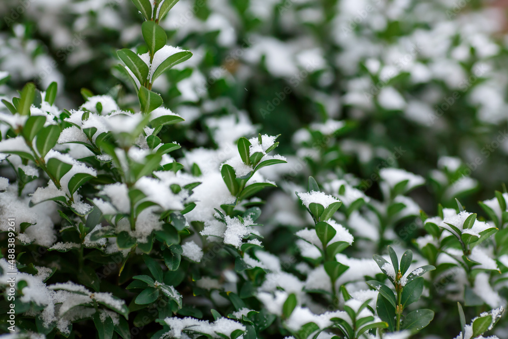 Branches of evergreen boxwood in the snow