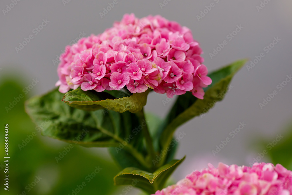 Hydrangea macrophilla pink flowers close up Hydrangea macrophilla pink flowers close up