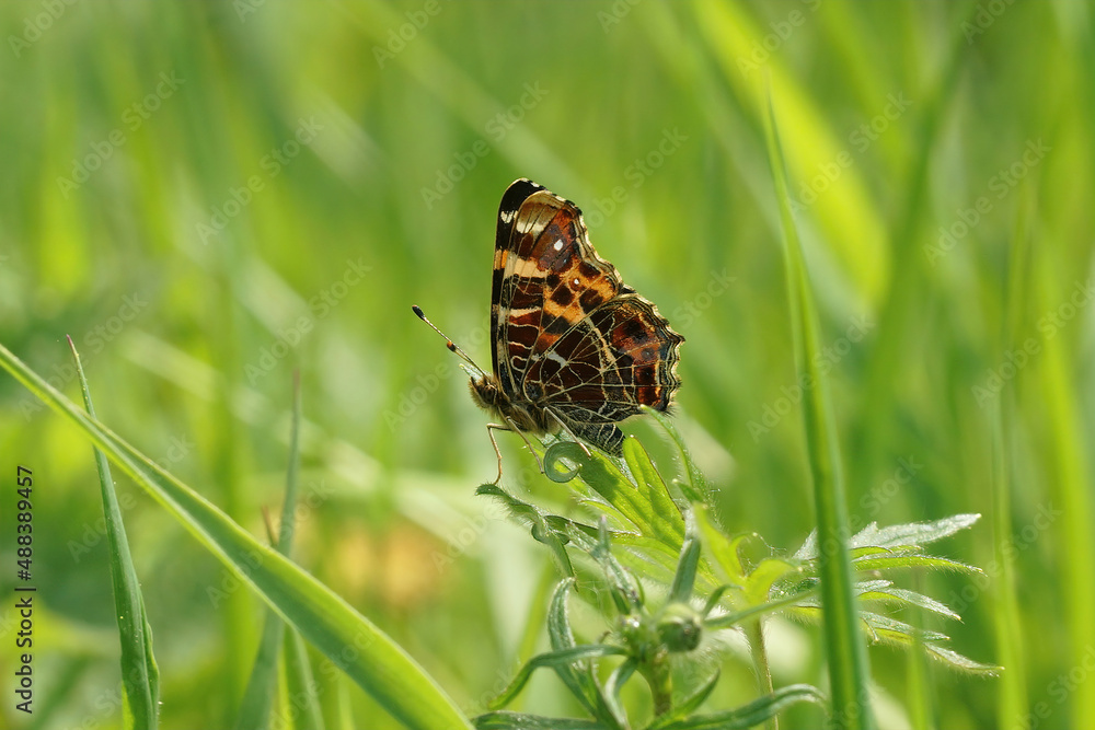 Closeup on the map buterfly, Araschnia levana, sitting with closed wings in the grass Closeup on the map buterfly, Araschnia levana, sitting with closed wings in the grass