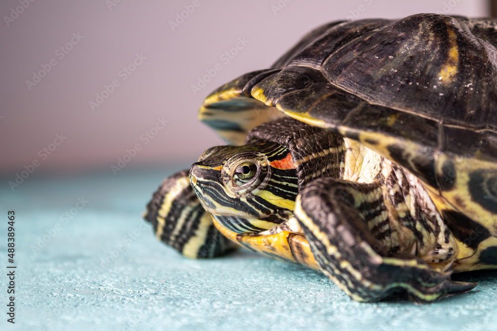 Obraz premium Great red-eared tortoise with green eyes, close-up