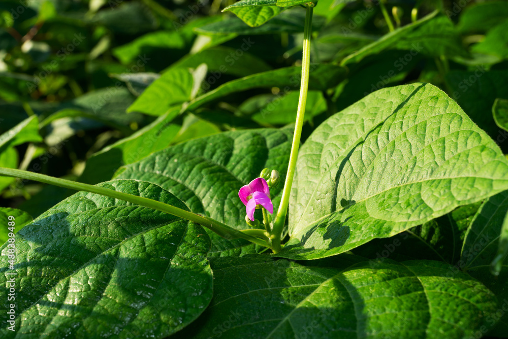 The first pink flower appeared on the beans in the garden The first pink flower appeared on the beans in the garden