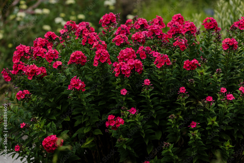Phlox paniculata ( lat. Phlox paniculata ) in bloom in summer garden Phlox paniculata ( lat. Phlox paniculata ) in bloom in summer garden
