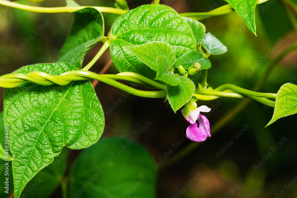 The first pink flower appeared on a climbing bean The first pink flower appeared on a climbing bean