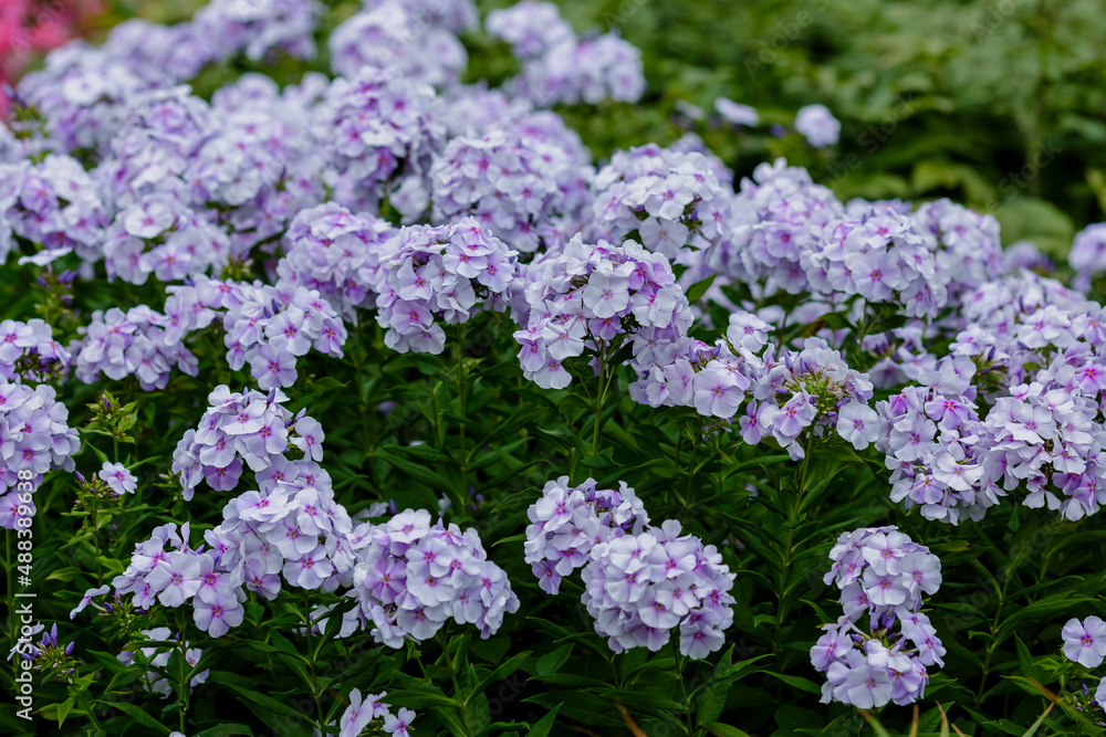 Phlox paniculata ( lat. Phlox paniculata ) in bloom in summer garden Phlox paniculata ( lat. Phlox paniculata ) in bloom in summer garden