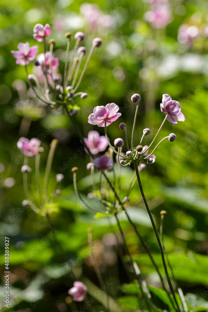 Anemone Hupehensis or Anemone hupeyskaya, or Hubei Anemone in bloom. Floral background. Anemone Hupehensis or Anemone hupeyskaya, or Hubei Anemone in bloom. Floral background.