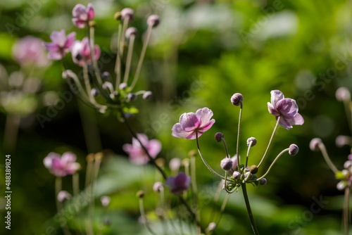 Anemone Hupehensis or Anemone hupeyskaya, or Hubei Anemone in bloom. Floral background. © Flower_Garden