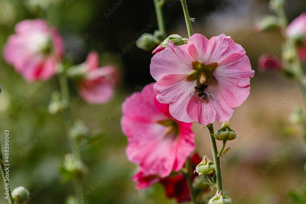 Bumblebee on Malva. Pink flower of Malva close up Bumblebee on Malva. Pink flower of Malva close up
