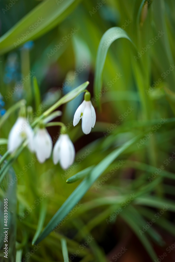 Fototapeta premium The first spring flowers - snowdrops in the forest. SPRING MOOD