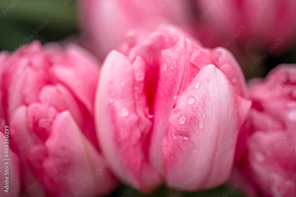 Fototapeta premium Opened pink tulip . Macro flower. natural flower background