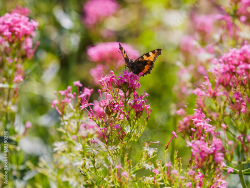Butterfly on flowers of centranthus ruber. Beautiful bright summer background with butterfly. © Flower_Garden
