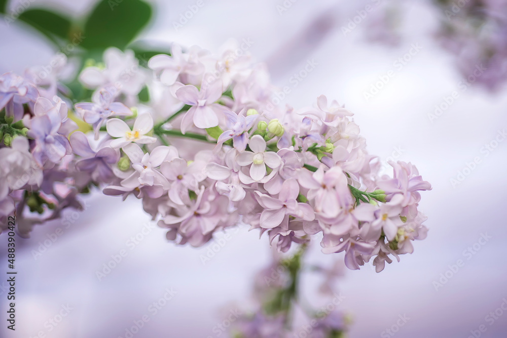 Lilac branch closeup.spring pastel background