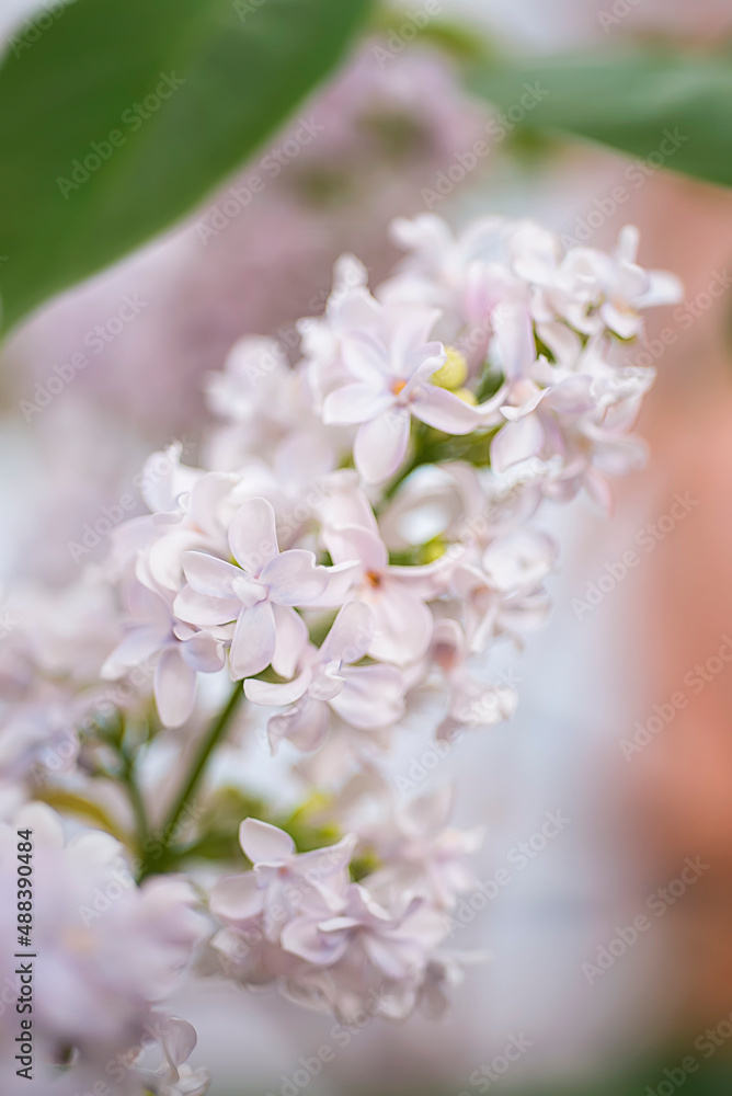 Lilac branch closeup.spring pastel background