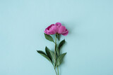 Closeup of pink peony flower on blue background. Elegant floral composition