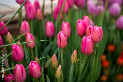 Glade of pink tulips.Spring flower background