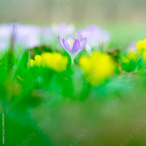 Colorful purple crocuses in springtime