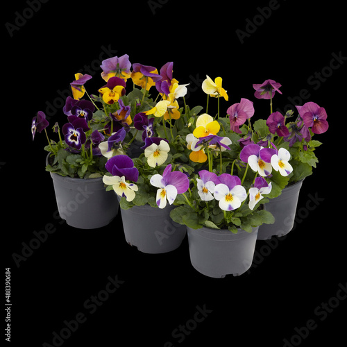 Flowers in pots isolated on dark background with clipping path