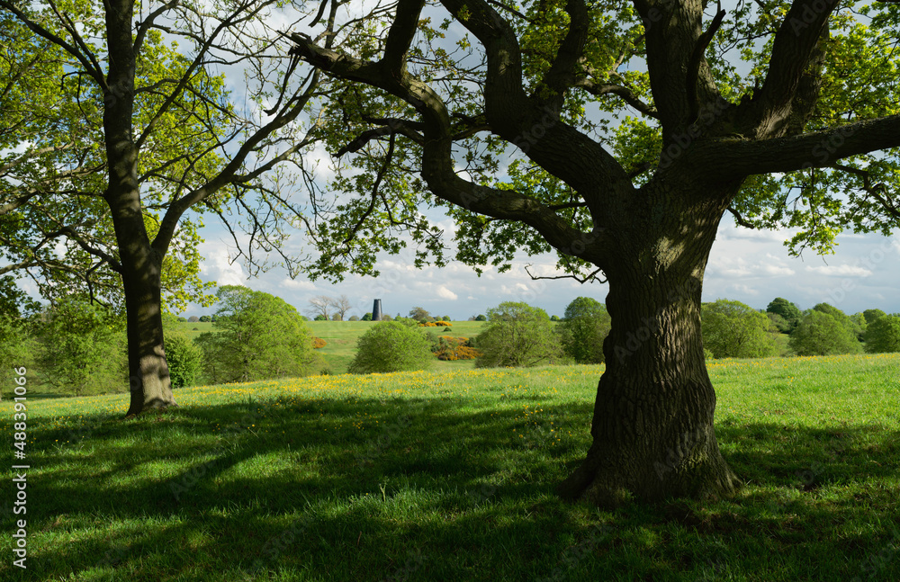 Green pasture with oak and other trees and scattered buttercups in bloom. Beverley, UK.