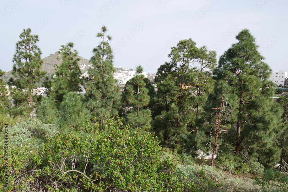 Kiefernwald bei Arucas auf Gran Canaria