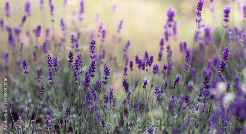 Background of Lavandula angustifolia or Lavandula, or lavender pigweed , or lavender spikelet _8.jpg, Background of Lavandula angustifolia or Lavandula, or lavender pigweed , or lavender spikelet