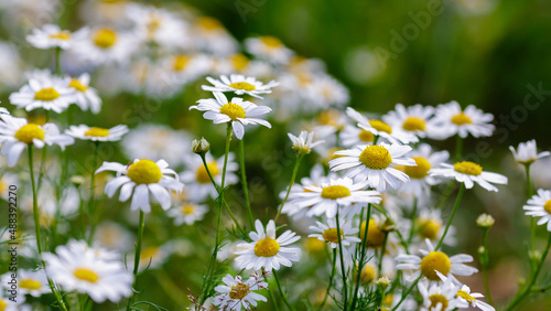 Pharmacy chamomile, or medicinal chamomile, or stripped chamomile in green background