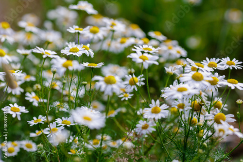Pharmacy chamomile, or medicinal chamomile, or stripped chamomile