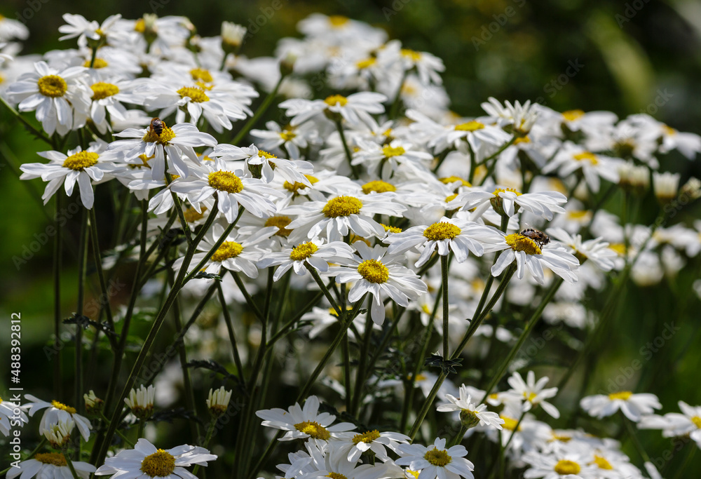 Pyrethrum corymbosum flowers in summer time. White daisies in garden.