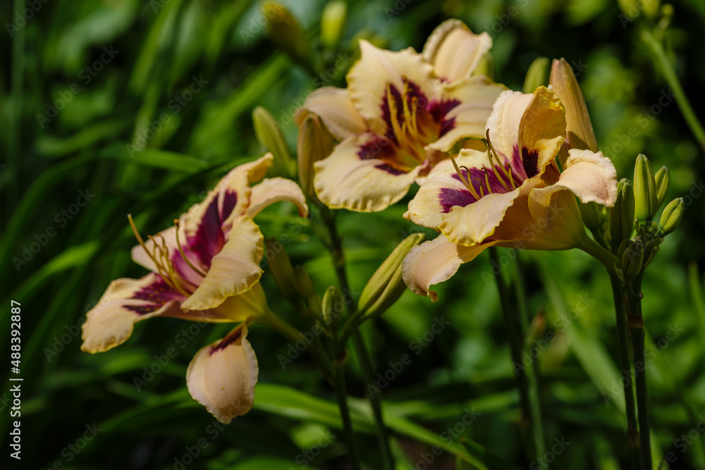 Hemerocallis , or day-lily in natural background. Beautiful flower of Hemerocallis close up Hemerocallis , or day-lily in natural background. Beautiful flower of Hemerocallis close up