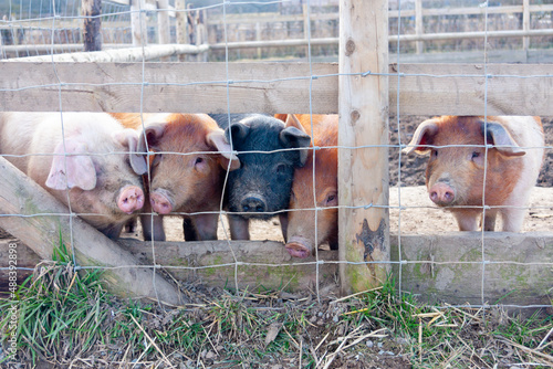 Young pigs of various colours looking through wire fencing from the pig pen to the world outside.