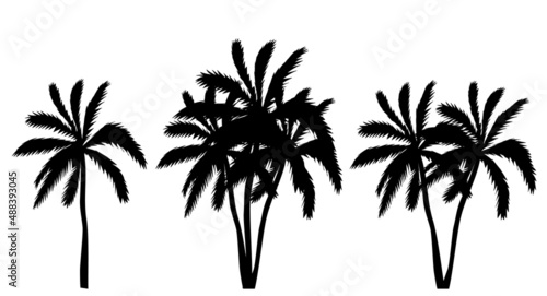 Fototapeta Naklejka Na Ścianę i Meble -  palm trees set silhouette on white background, isolated vector
