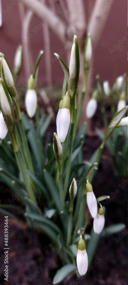 Obraz premium snowdrops in the snow