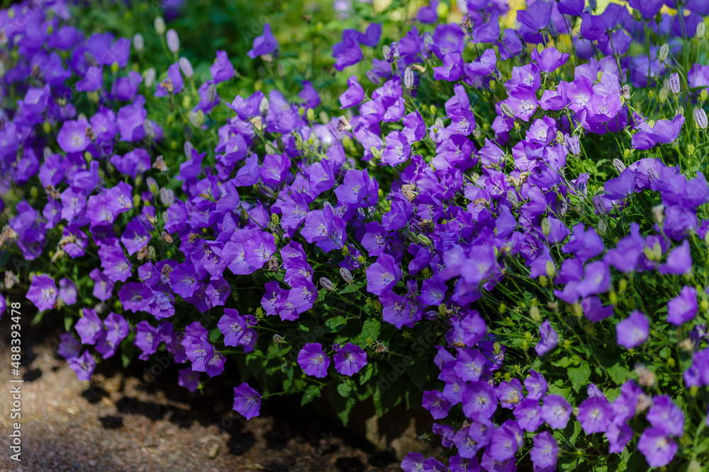 Naklejka premium Beautiful blue flowers of the Campanula carpatica in garden