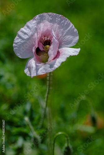 Pink poppy (papaver common) on a green background