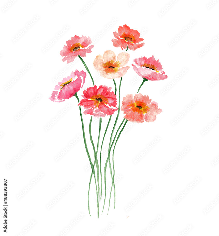 Pink flowers of cosmos and poppies. Delicate bouquet isolated on a white background. Watercolor illustration. For the design of postcards, invitations.