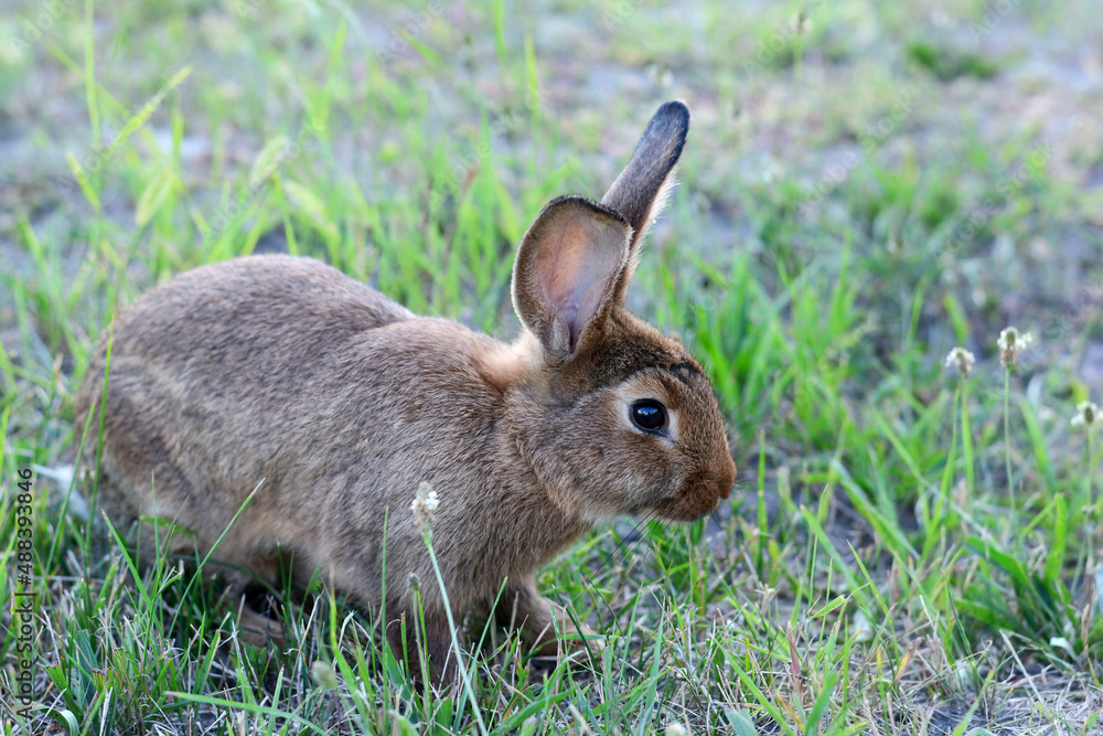 The little rabbit lies on the grass. Rabbit in the meadow
The little rabbit lies on the grass. Rabbit in the meadow