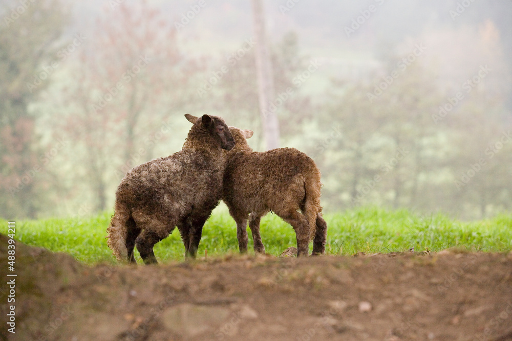 Dos corderos de raza vasca Latza jugando