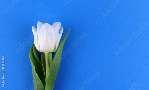 White tulip on a blue background