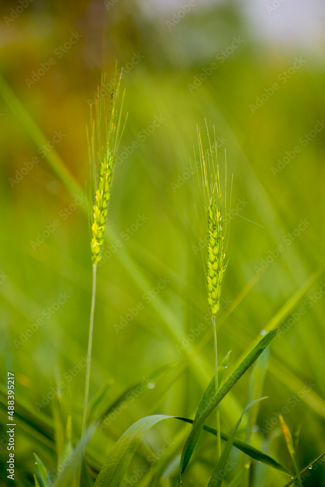 A close-up of the young, green ears of wheat in the farming.