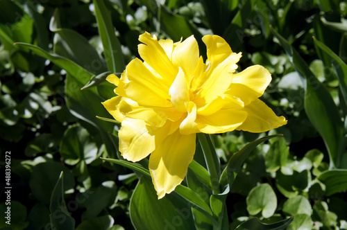 Beautiful yellow flower on the lawn. The natural beauty of flowering.