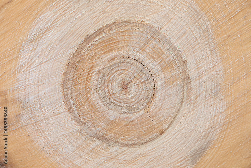 Fototapeta premium Vivid, bright and colorful texture or background of cut down tree trunk with annual or growth rings, cracks and fissures