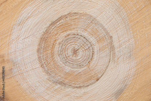 Vivid, bright and colorful texture or background of cut down tree trunk with annual or growth rings, cracks and fissures