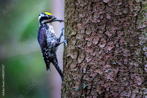 The Eurasian three-toed woodpecker, Picoides tridactylus