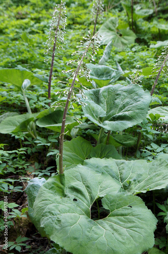 Macro photography of wild-colored leaves. Wild flowers on the green lawn in the spring.