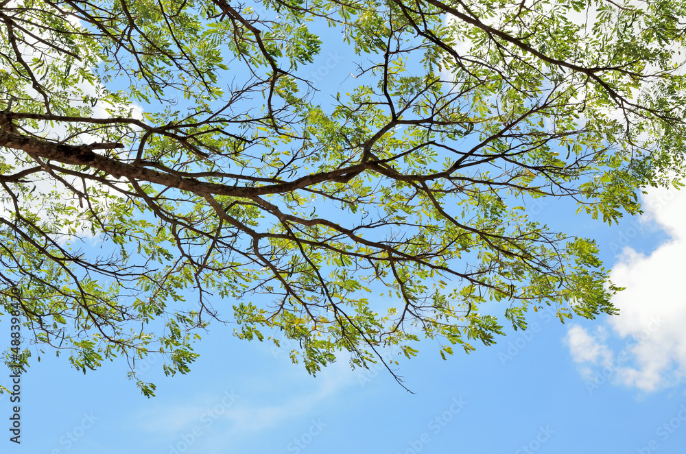 Obraz premium Tree canopy with blue sky and clouds background