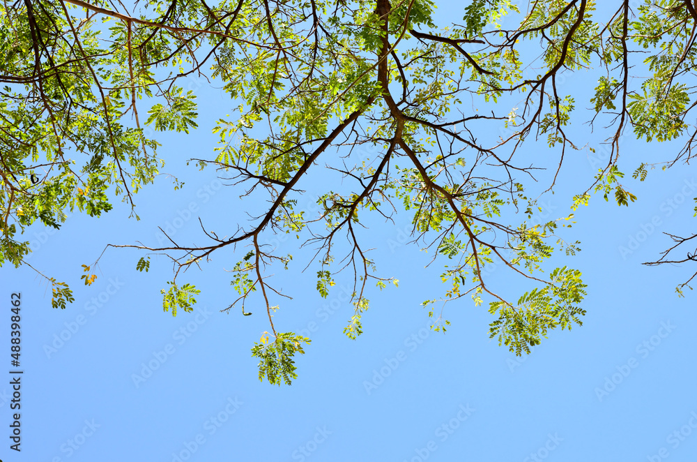Fresh of green leaf and tree canopy with blue sky background Fresh of green leaf and tree canopy with blue sky background