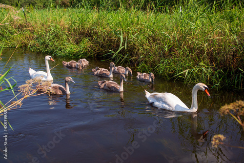 Schwanenfamilie schwimmt auf der Ostrach im Pfrunger Ried photo