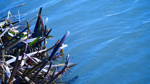 Leaves of reeds on the shore of the lake