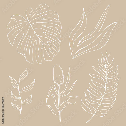 Set of hand-drawn tropical leaves 