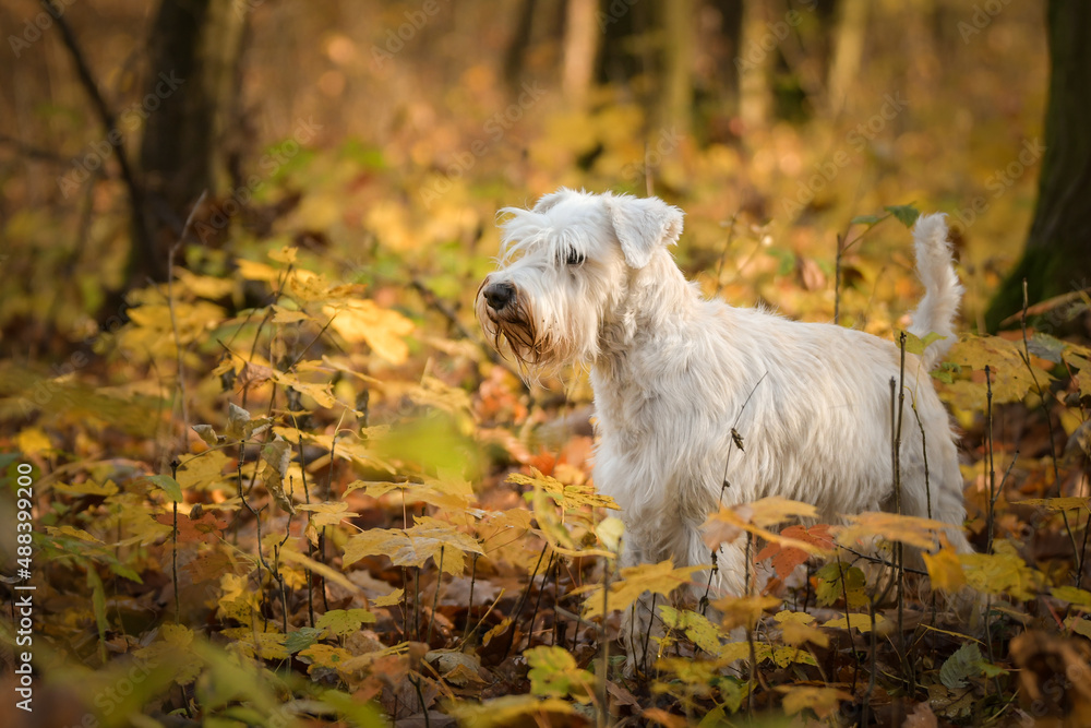 schnauzer is standing in the forest. It is autumn portret. schnauzer is standing in the forest. It is autumn portret.