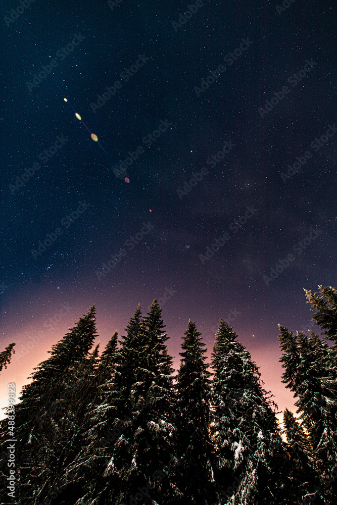 pine trees covered in snow on a starry winter night